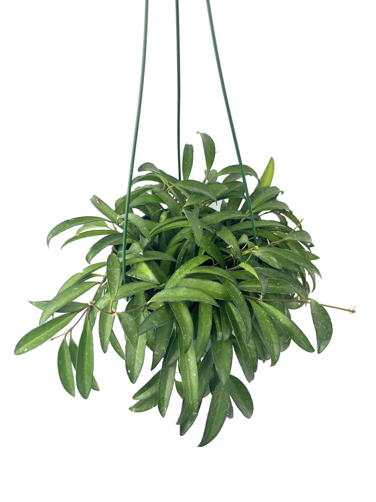 Hoya Wayetii, 6-Inch Hanging Pot