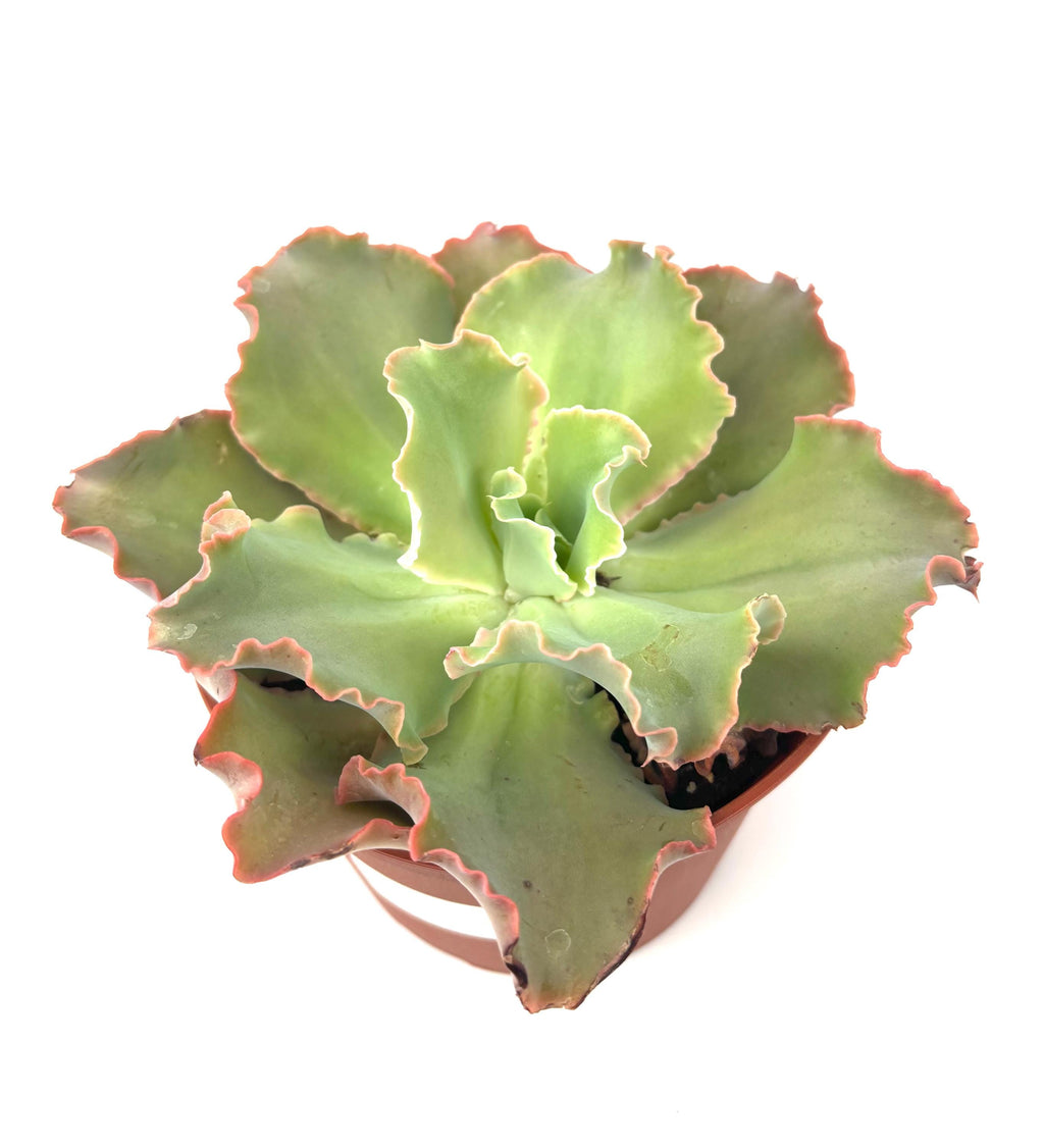 Echeveria Giant Ruffles, 6-Inch Pot
