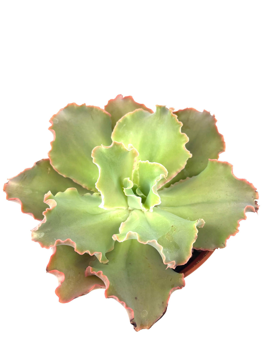 Echeveria Giant Ruffles, 6-Inch Pot