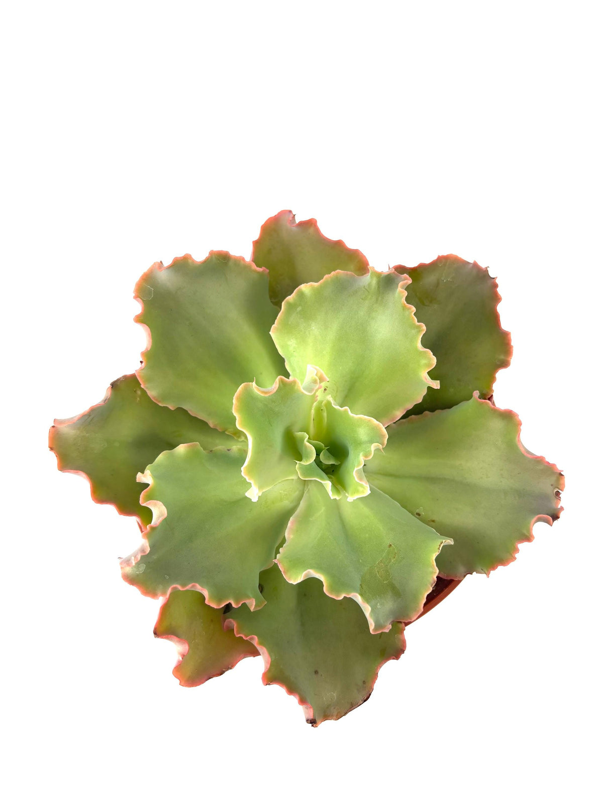 Echeveria Giant Ruffles, 6-Inch Pot
