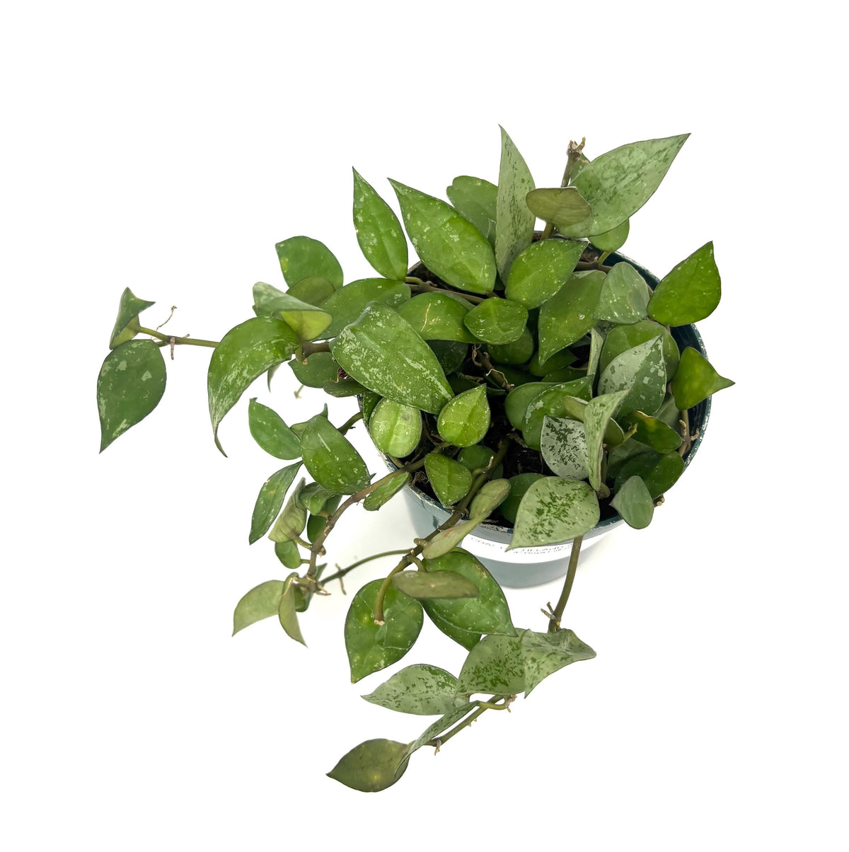 Hoya Eskimo, 4-Inch Pot