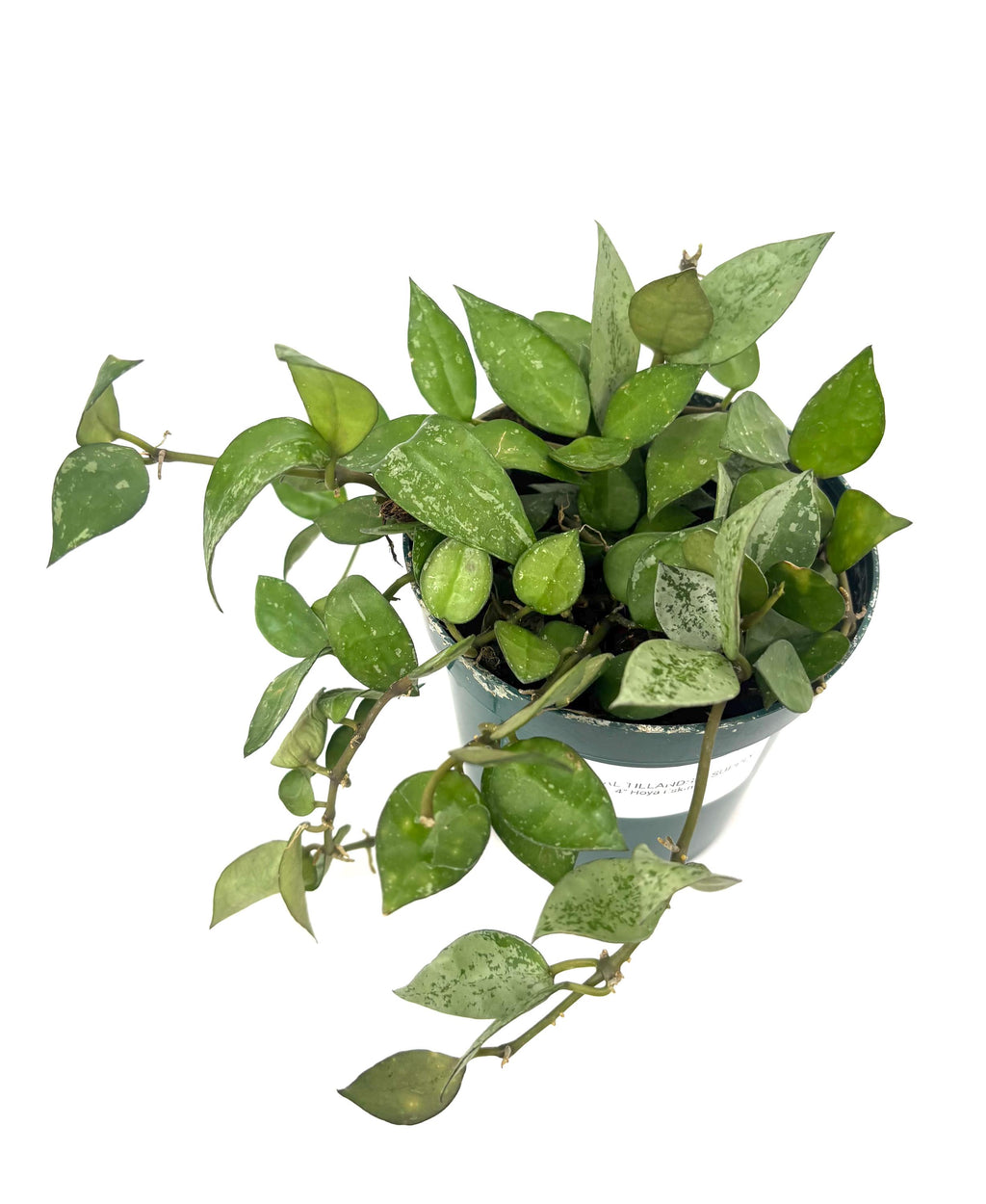 Hoya Eskimo, 4-Inch Pot