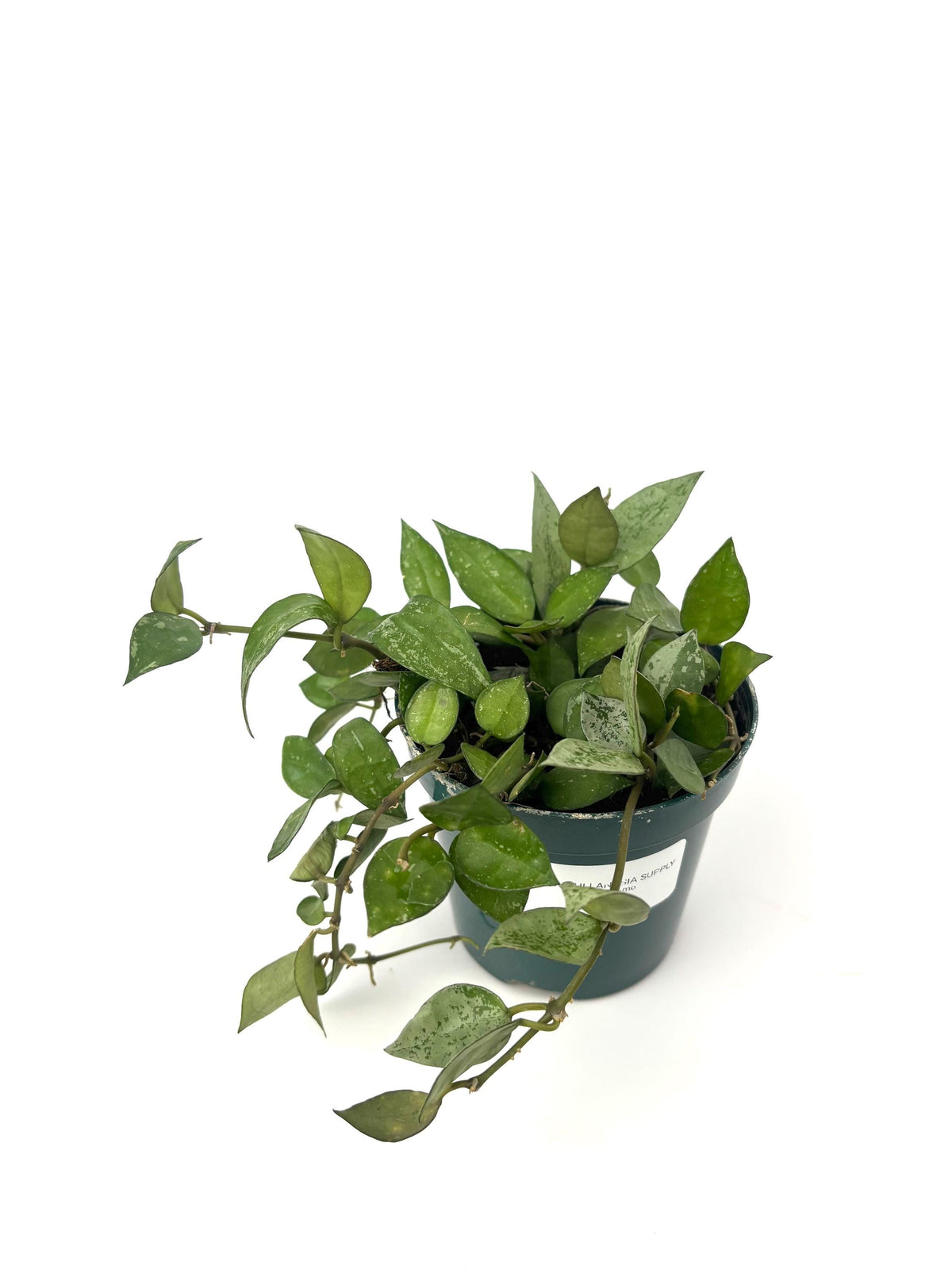 Hoya Eskimo, 4-Inch Pot