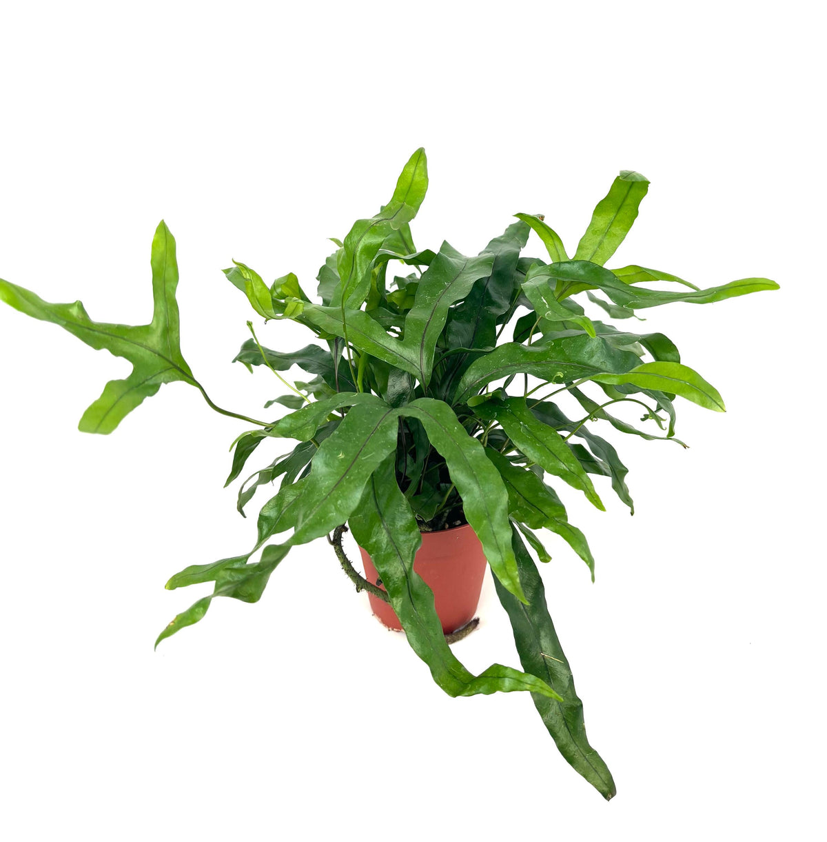Kangaroo Paw Fern, 4-Inch Pot