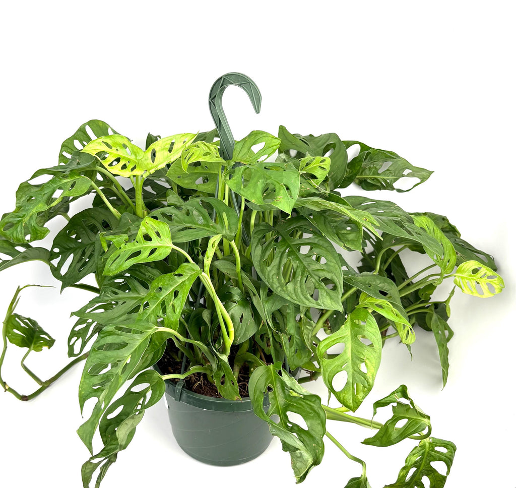 Jumbo Specimen Swiss Cheese Plant Philodendron Adansonii 2FT, 8” Hanging Pot
