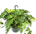 Jumbo Specimen Swiss Cheese Plant Philodendron Adansonii 2FT, 8” Hanging Pot