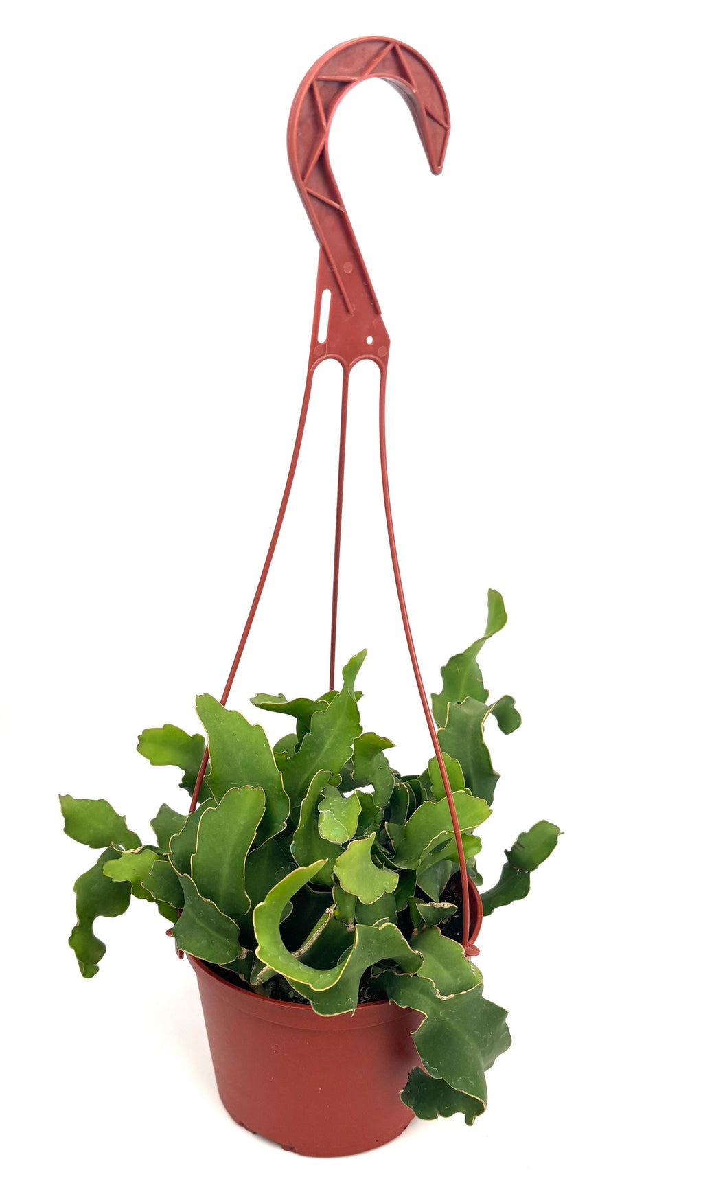 Epiphyllum Guatemalense Monstrose, 6-Inch Hanging Pot