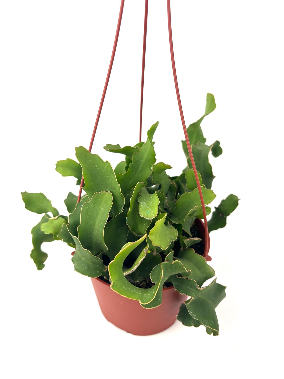 Epiphyllum Guatemalense Monstrose, 6-Inch Hanging Pot