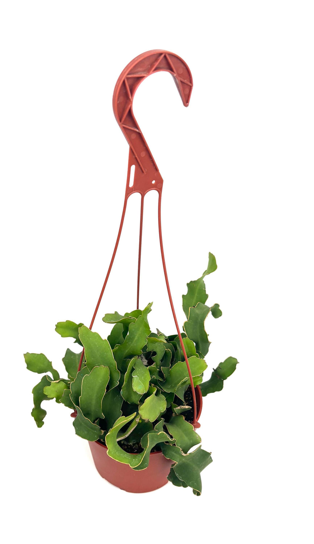 Epiphyllum Guatemalense Monstrose, 6-Inch Hanging Pot