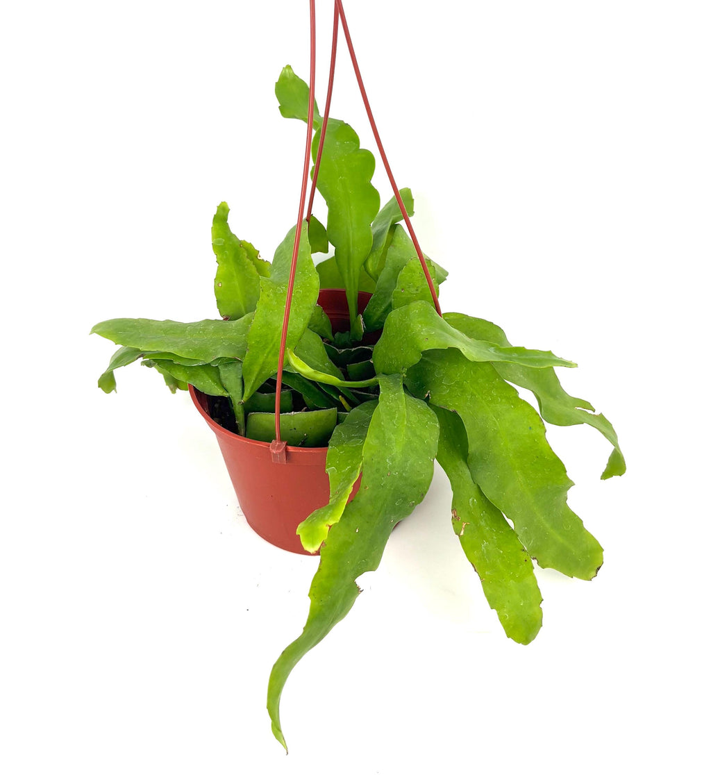 Queen of the Night Epiphyllum oxypetalum, 6-Inch Hanging Pot