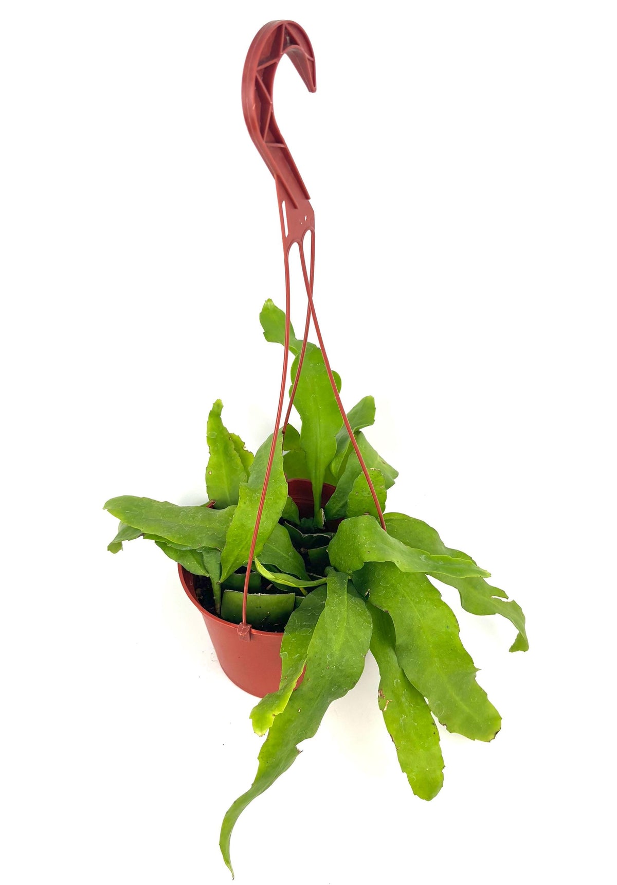 Queen of the Night Epiphyllum oxypetalum, 6-Inch Hanging Pot