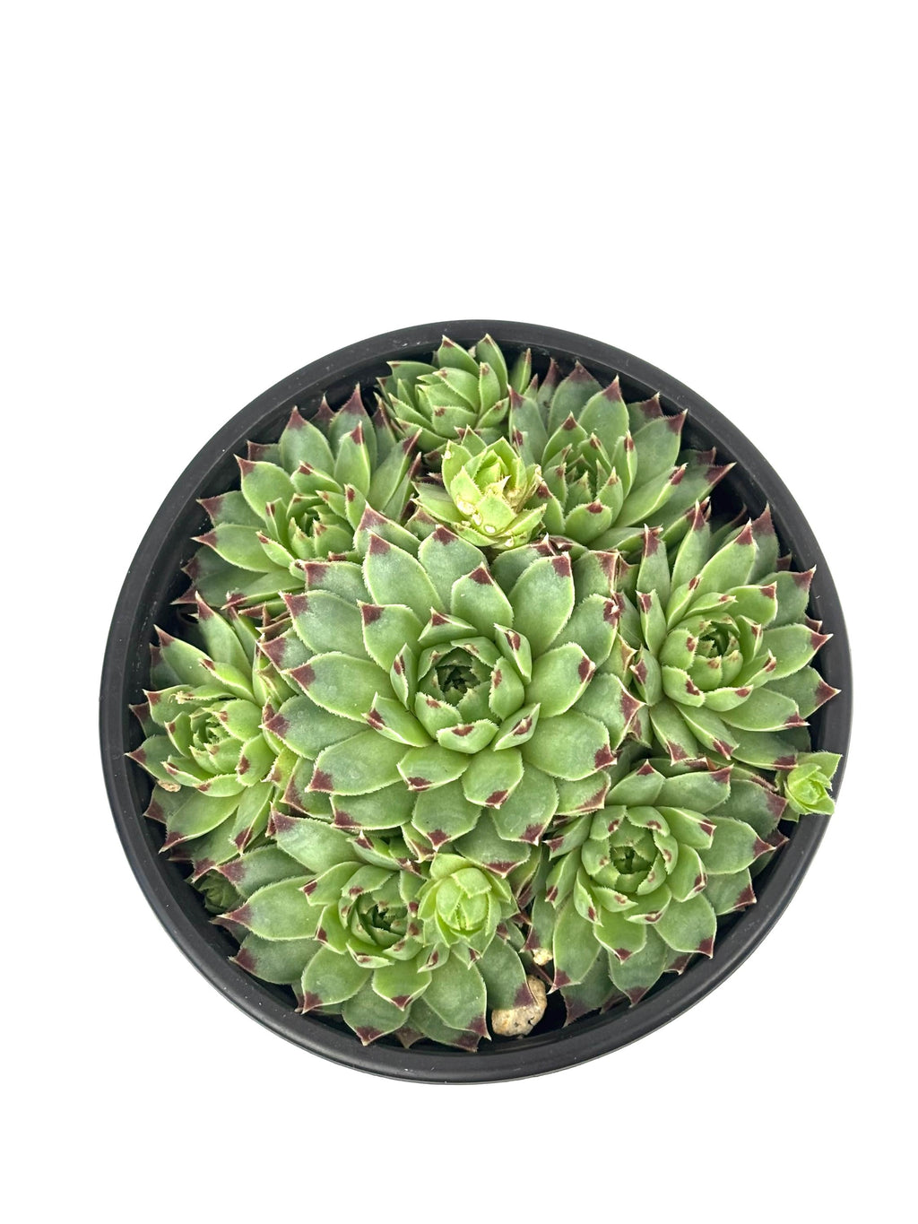 Top view of Sempervivum calcareum with green rosettes, dark red leaf tips, and smaller offsets