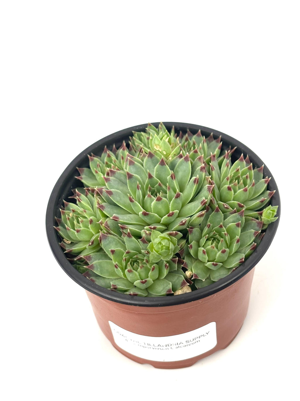 A potted Sempervivum succulent plant with green rosettes and reddish-brown tips, in a brown plastic nursery pot with a black rim and a white label, on a white background.