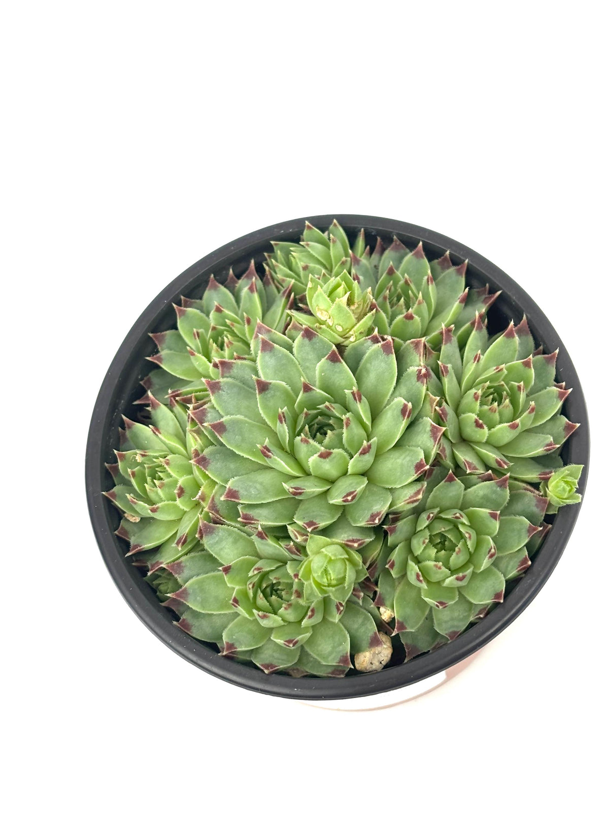 Overhead view of Sempervivum calcareum with a central rosette and surrounding chicks