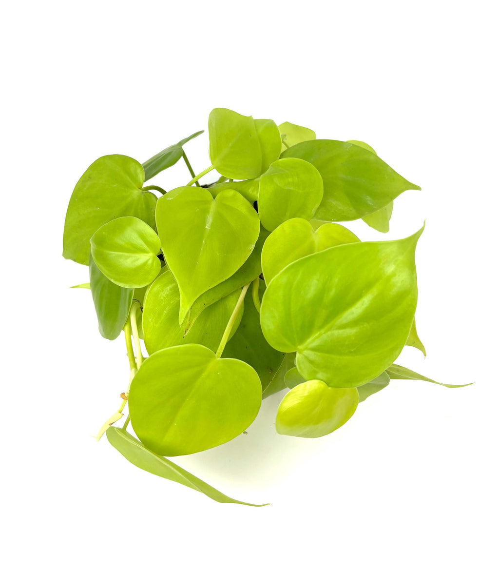 Philodendron Cordatum Neon, 4-Inch Pot