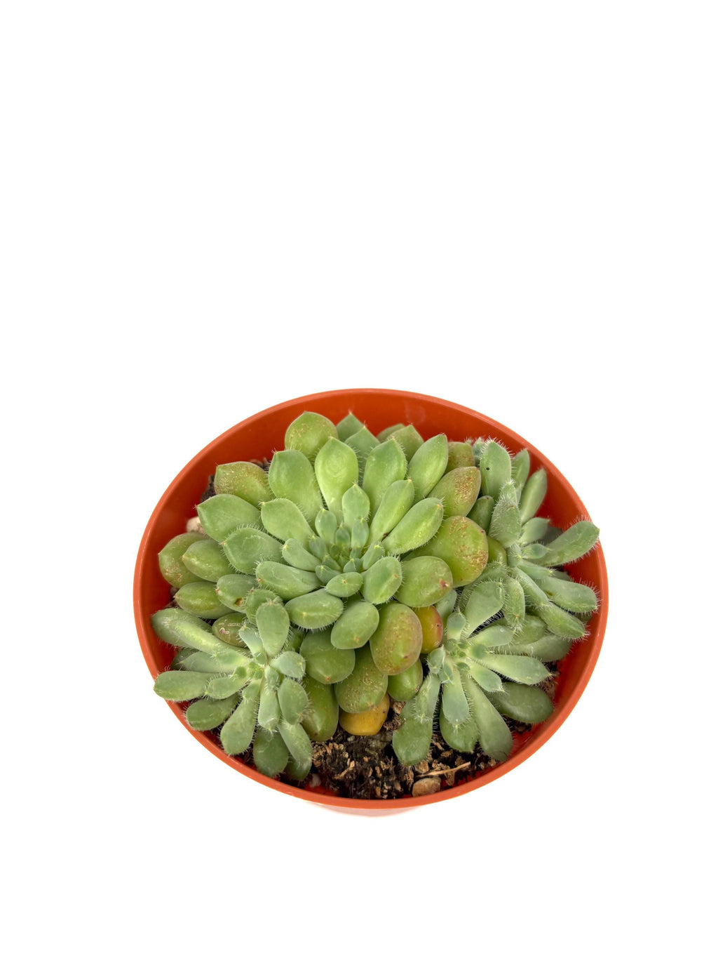 Orostachys Chanetii, 4-Inch Pot