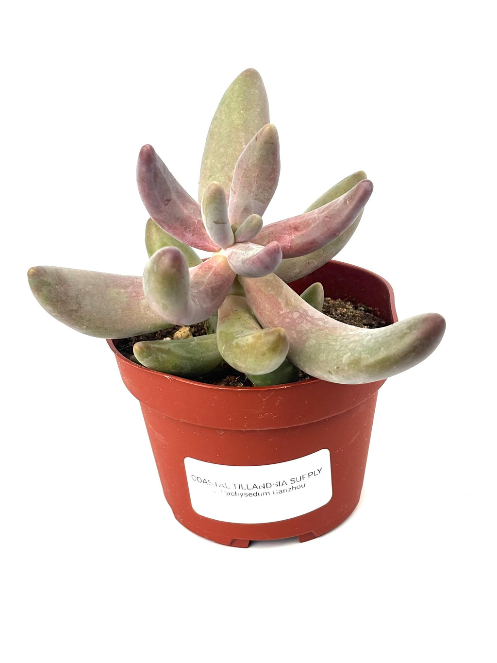 Pachysedum Ganzhou