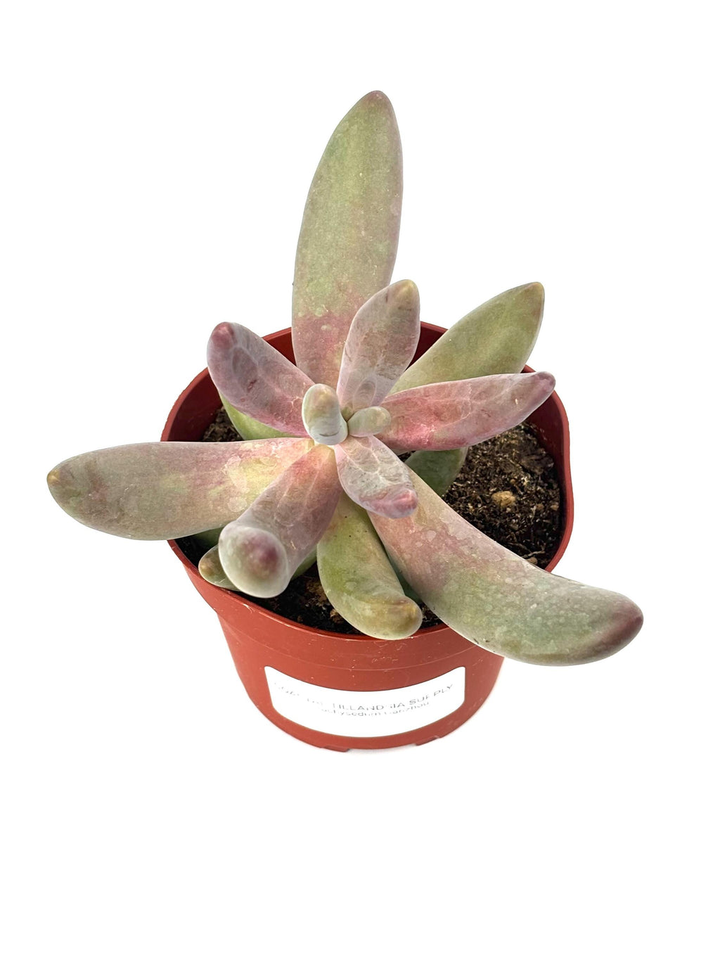 Pachysedum Ganzhou