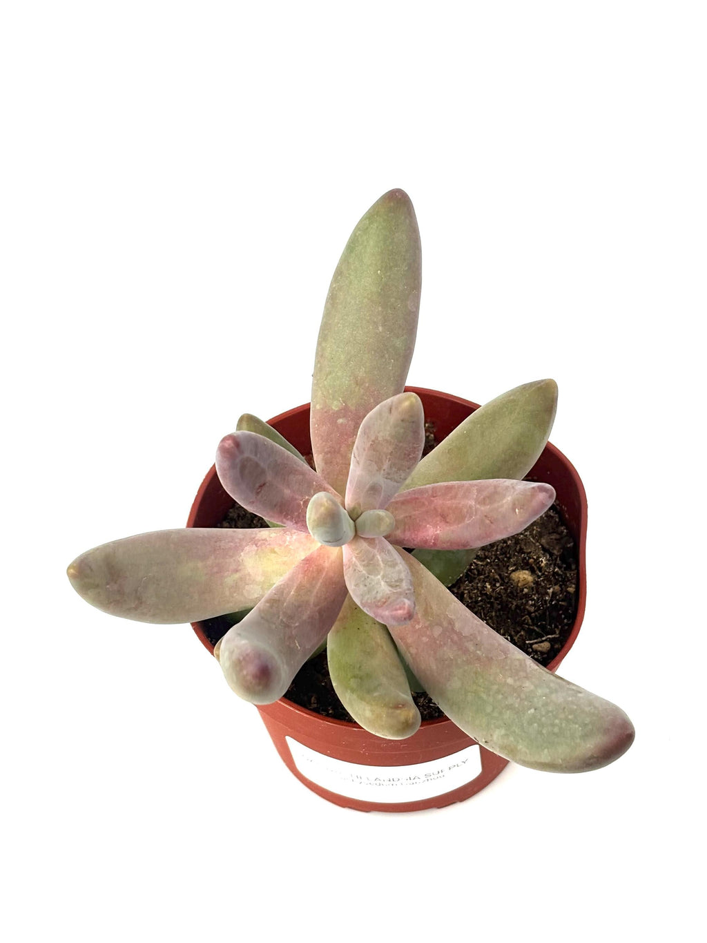Pachysedum Ganzhou
