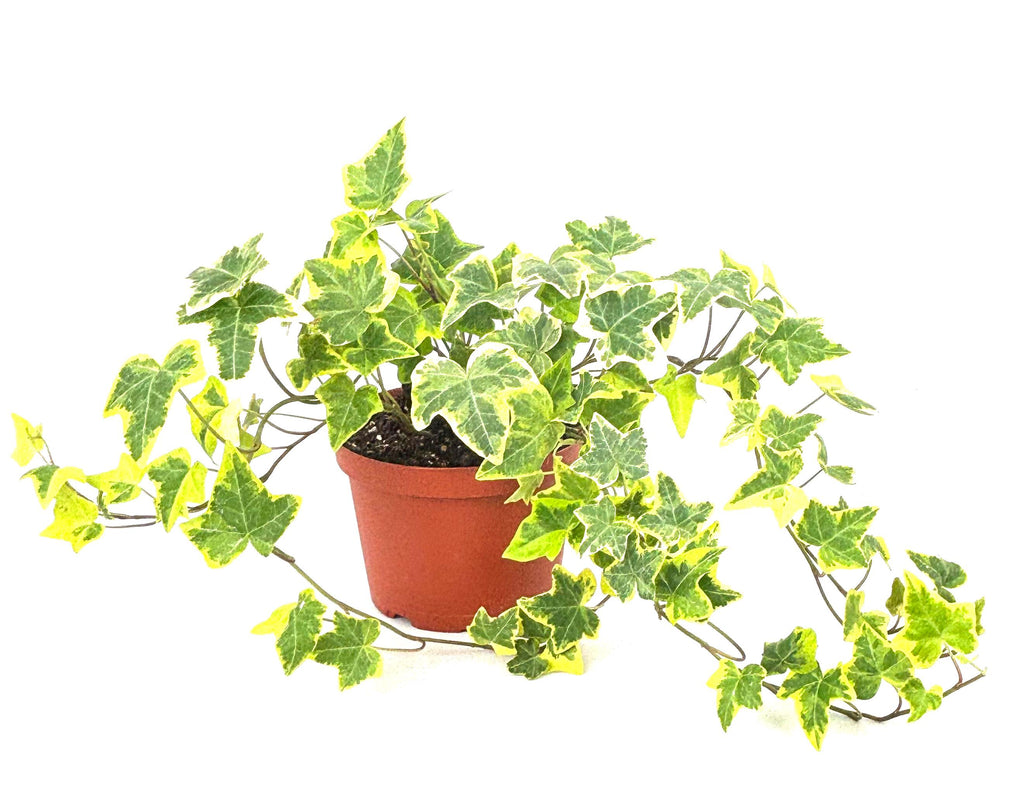 Gold Child English Ivy, 6-Inch Hanging Pot