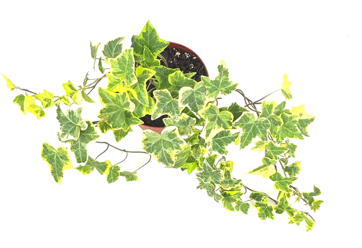 Gold Child English Ivy, 6-Inch Hanging Pot