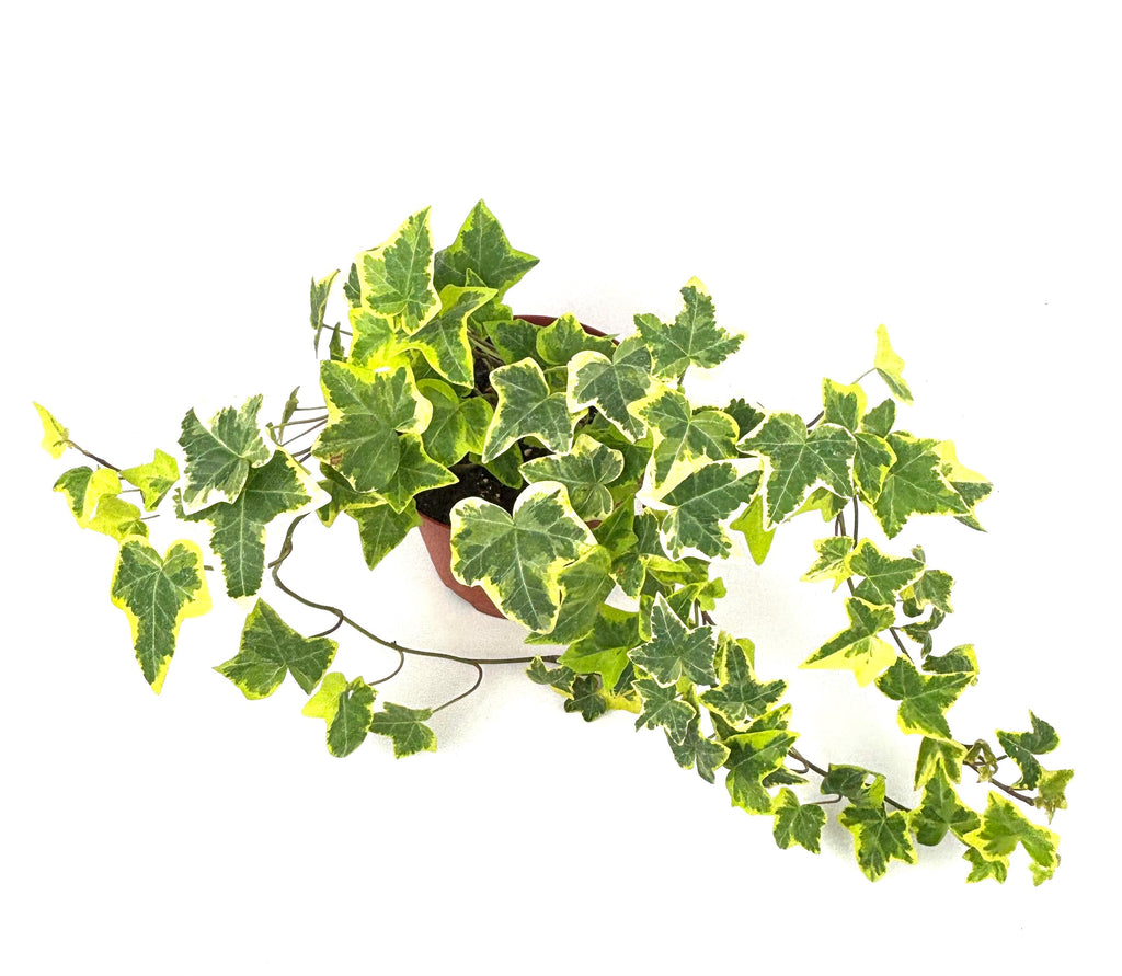Gold Child English Ivy, 6-Inch Hanging Pot