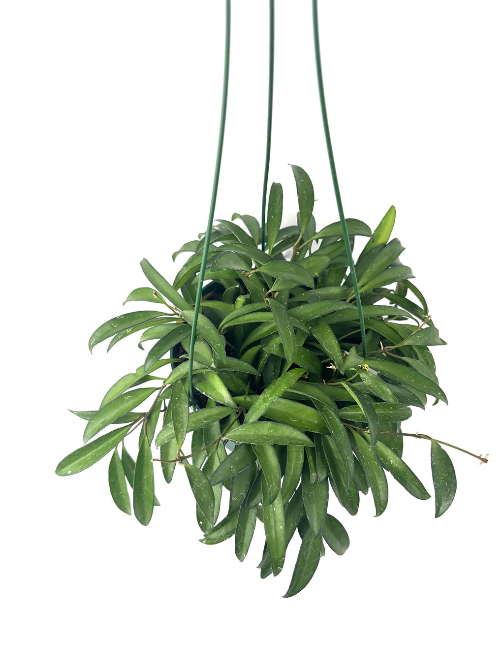 Hoya Wayetii, 6-Inch Hanging Pot
