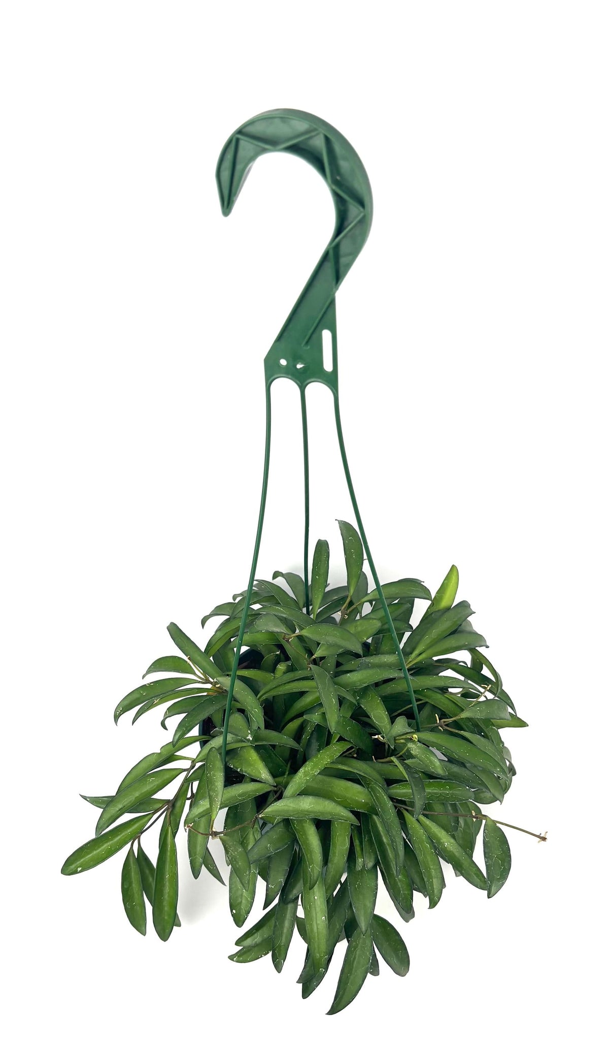 Hoya Wayetii, 6-Inch Hanging Pot