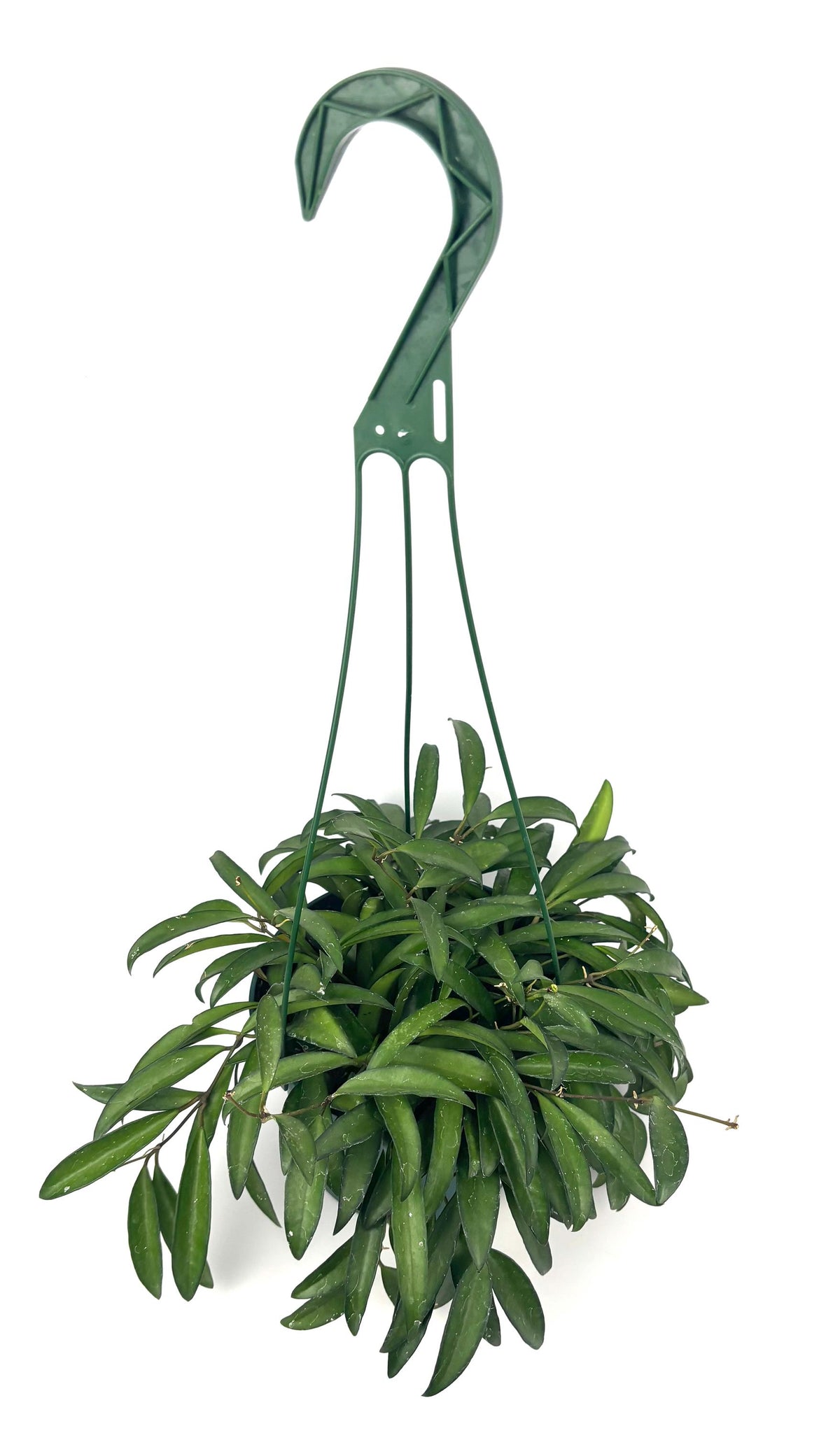 Hoya Wayetii, 6-Inch Hanging Pot