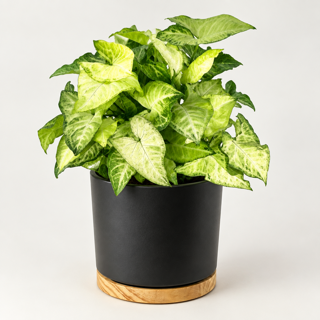 Syngonium White Butterfly displayed in a black Oslo planter with a wood-grain base