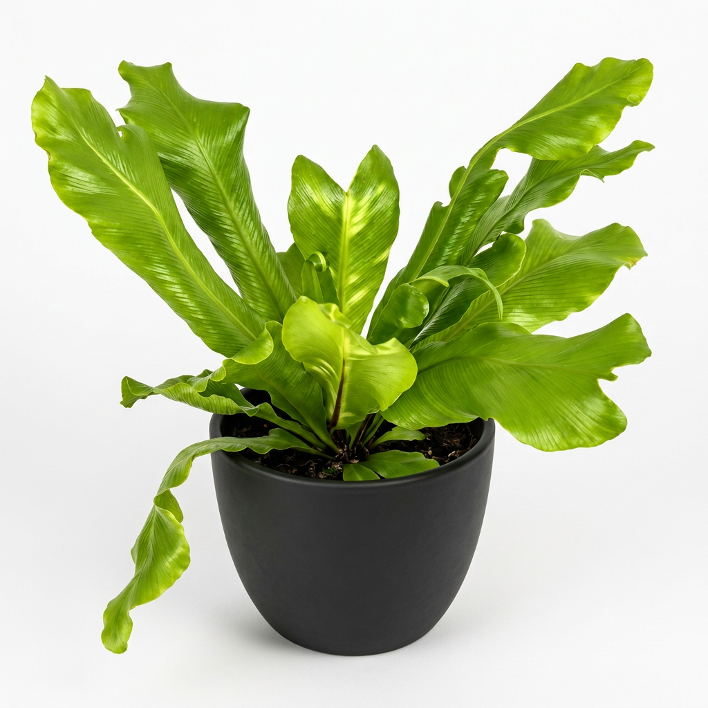 Young Bird’s Nest Fern in a black BASEL 4.7-inch planter on white; planter sold separately, plant ships in a 4-inch nursery grow pot