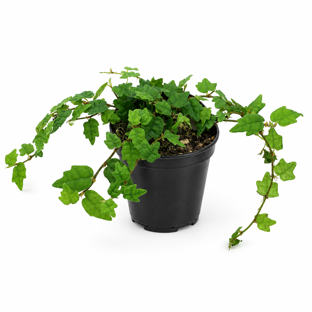 String of Frogs with lobed green leaves in a black 3.5-inch nursery grow pot