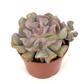 Echeveria Cubic Frost with curled pink-lilac and green leaves in a 4-inch nursery pot against a white background
