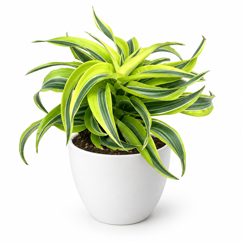 Dracaena Lemon Surprise styled in a separately sold white Basel planter against a white background