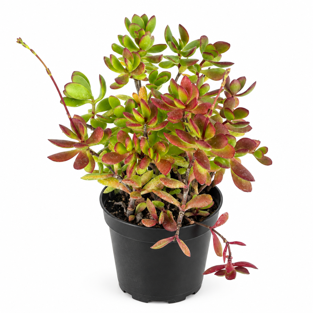 Crassula Red Carpet succulent with dense oval green leaves edged in red in a 4-inch black nursery pot on white