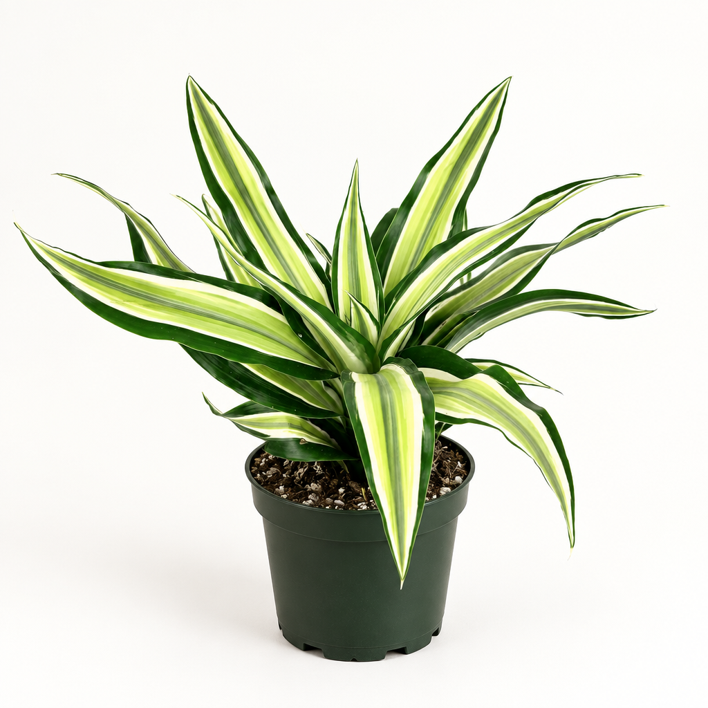 Dracaena Malaika with cream-and-green striped leaves in a 4-inch nursery pot on a white background