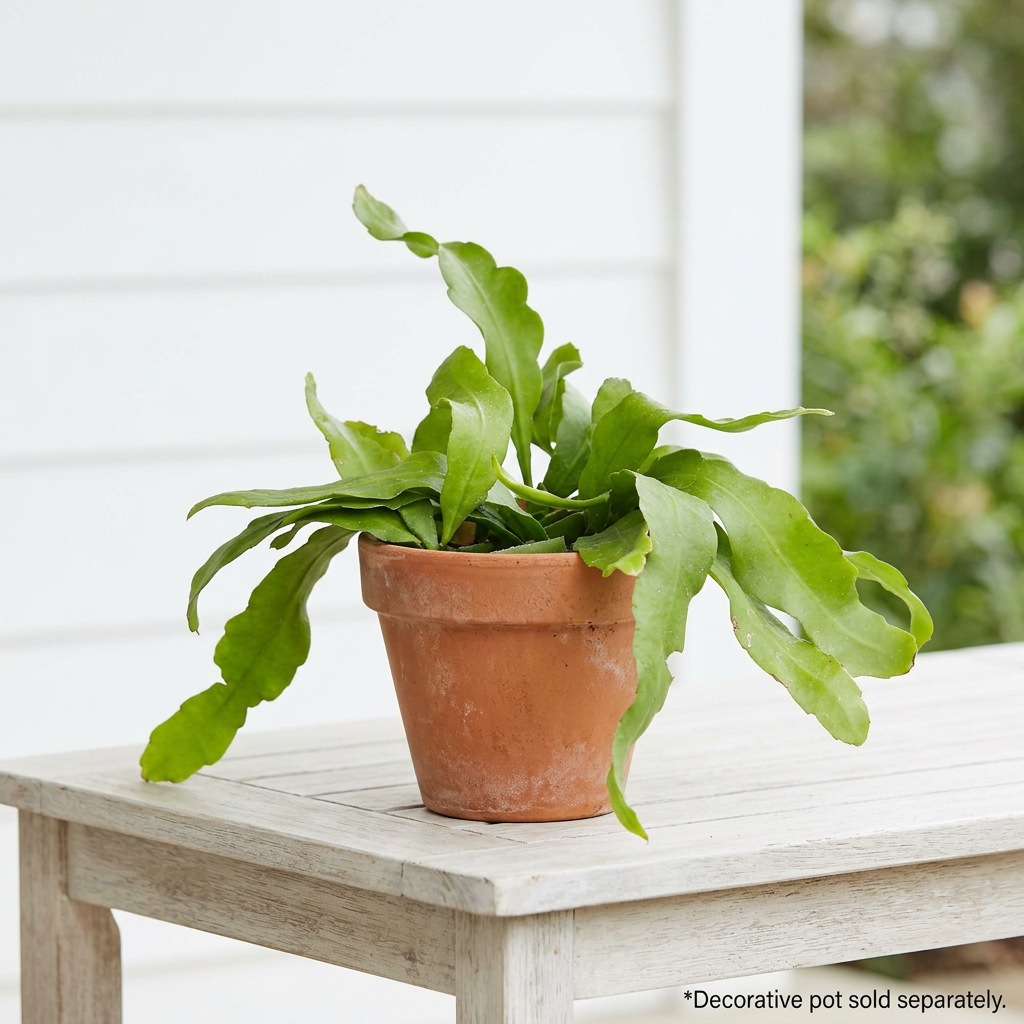 Queen of the Night orchid cactus styled on a sheltered patio in a terracotta pot; decorative pot sold separately