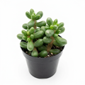 Sedum hernandezii with plump textured green leaves in a 2.5-inch nursery pot against a white studio background