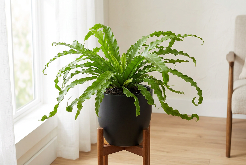 Victoria Bird’s Nest Fern styled in a black BASEL planter on a wood stand beside a bright window; decorative planter sold separately