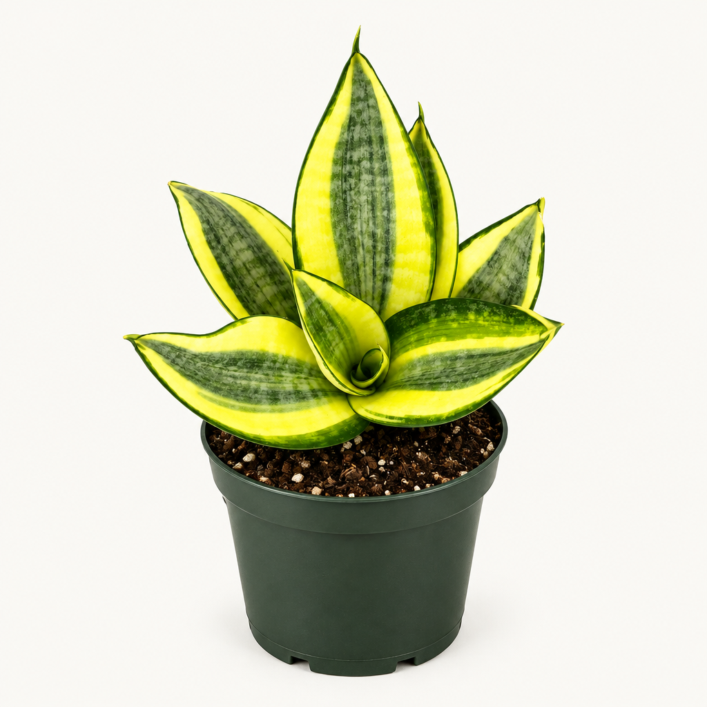 Hahnii Gold Star snake plant green and yellow rosette in 4-inch nursery pot