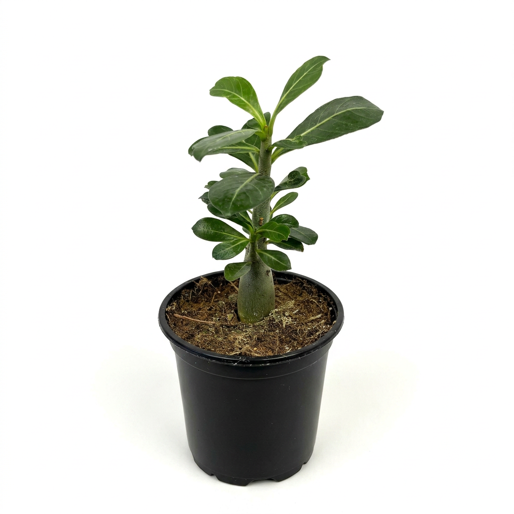 Young nonflowering Desert Rose in a black nursery pot on a pure white background.