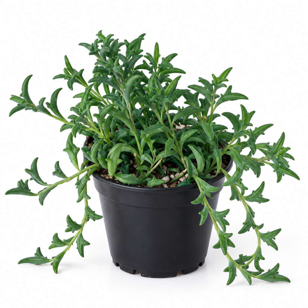 String of Dolphins succulent in black 4-inch grow pot on white background