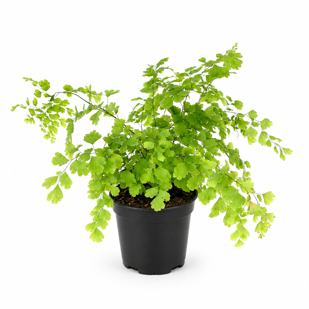 Maidenhair fern with airy green leaflets and dark stems in black 4-inch nursery pot