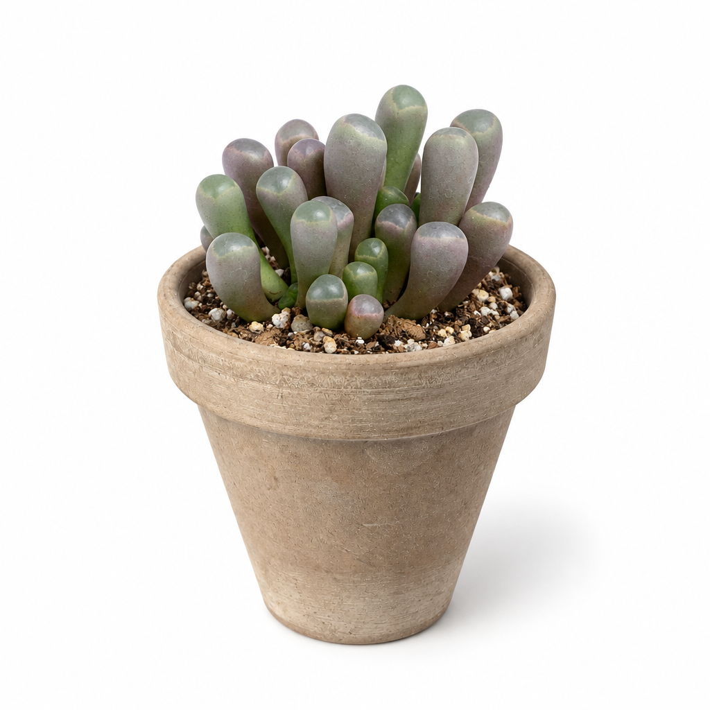 Baby Toes succulent styled in a muted taupe terracotta pot on white