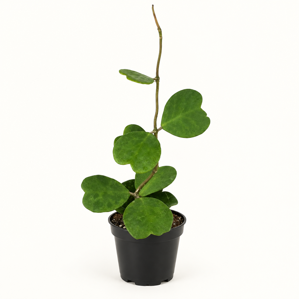 Vining Hoya kerrii with multiple green heart-shaped leaves in 4-inch nursery pot