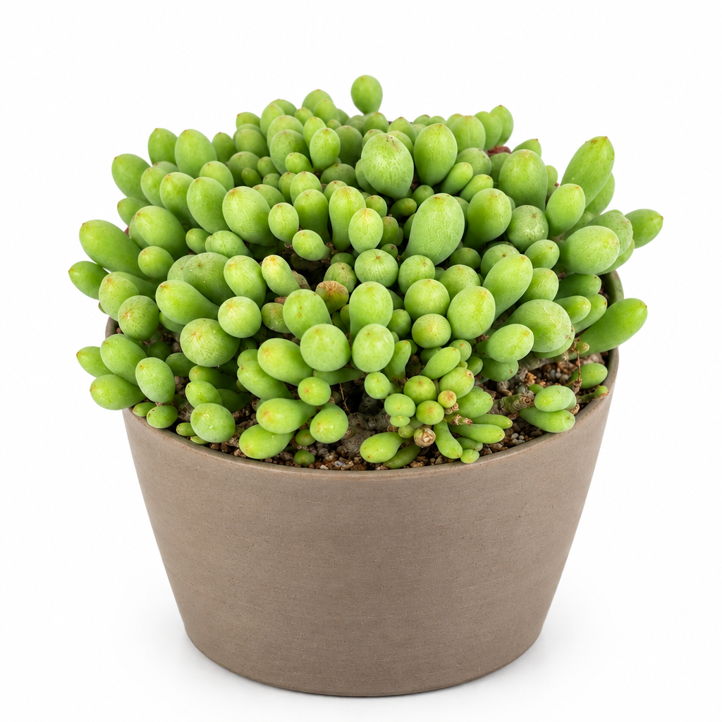 Compact Dragon Egg succulent directly planted in a taupe terracotta pot on a white background