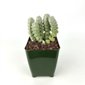 Crassula plegmatoides with pale gray-green stacked leaves in a 4-inch nursery pot on a white studio background