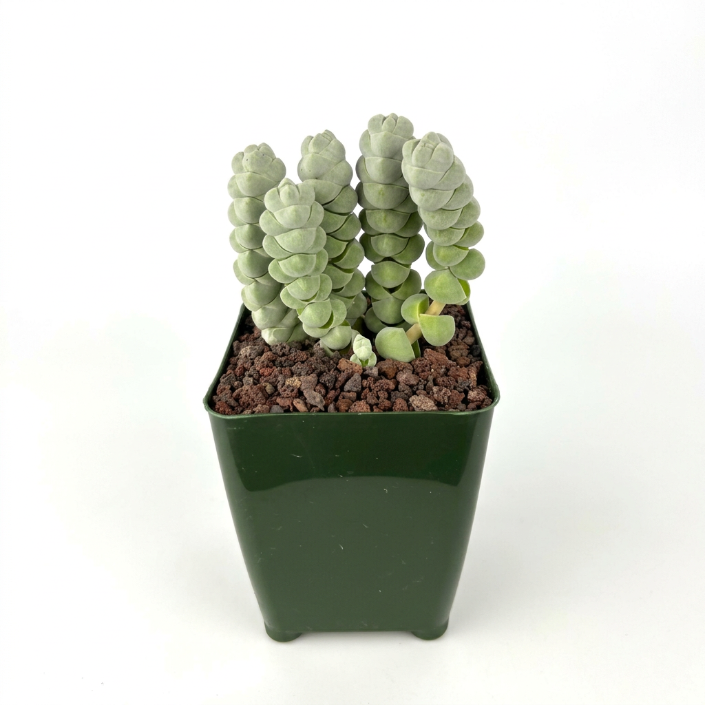 Crassula plegmatoides with pale gray-green stacked leaves in a 4-inch nursery pot on a white studio background