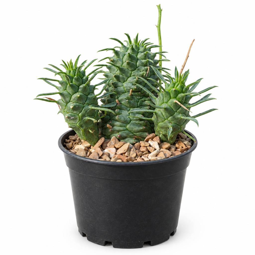 Euphorbia spiralis with clustered spiral green stems in a black 4-inch nursery pot on white