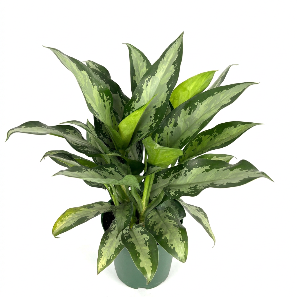 Chinese Evergreen Jubilee with silver-green patterned leaves in a 6-inch nursery pot against a white background